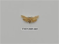 藏品(螟蛾69)的圖片